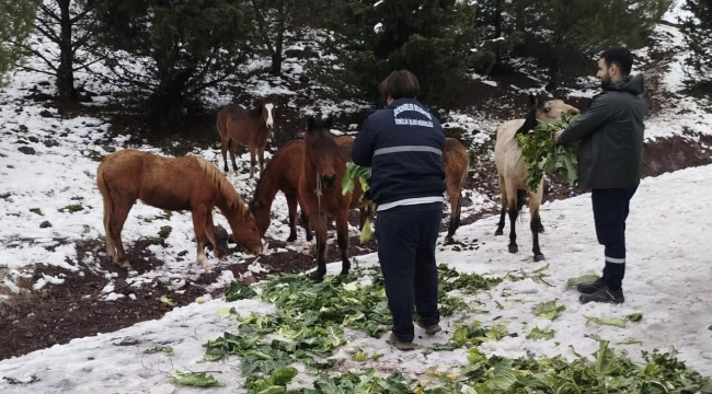 Şehzadeler belediyesi Spil'de aç kalan atlar beslendi