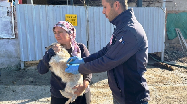 Akhisar'da veterinerler 11 mahallede köpekleri aşıladı