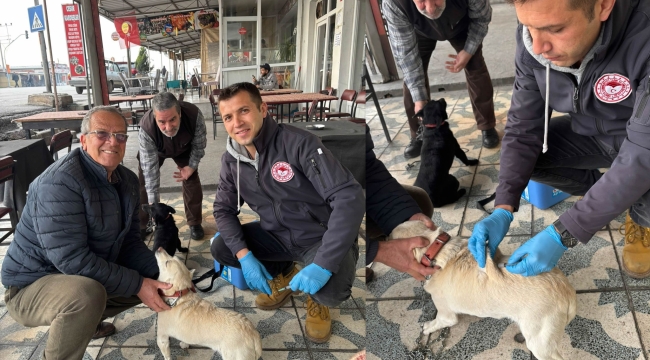 Akhisar'da veterinerler 12 mahallede kedi ve köpeklere kuduz aşısı yaptı
