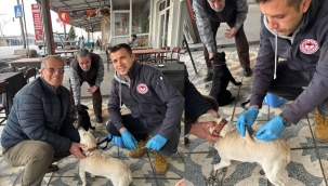 Akhisar'da veterinerler 12 mahallede kedi ve köpeklere kuduz aşısı yaptı