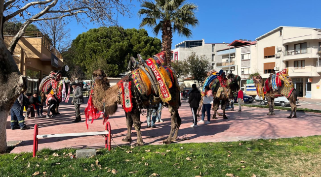 Gölmarmara belediyesi deve güreşi festivali başladı
