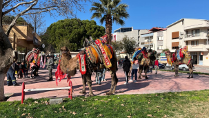 Gölmarmara belediyesi deve güreşi festivali başladı