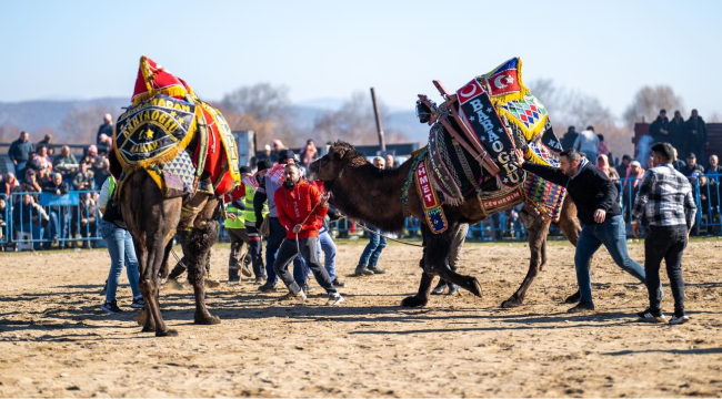 Gölmarmara deve güreşleri yapıldı