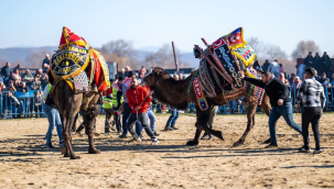 Gölmarmara deve güreşleri yapıldı