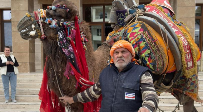 Gölmarmara deve güreşlerinde 90 deve yarışacak