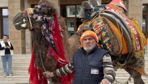 Gölmarmara deve güreşlerinde 90 deve yarışacak