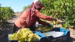 Kadın işçi üçretlerine 100 lira zam