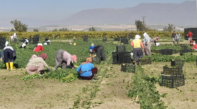 Salihli'de ispanak hasadı sürüyor