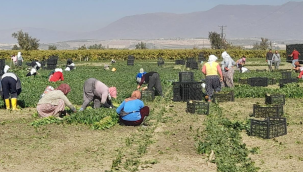 Salihli'de ispanak hasadı sürüyor