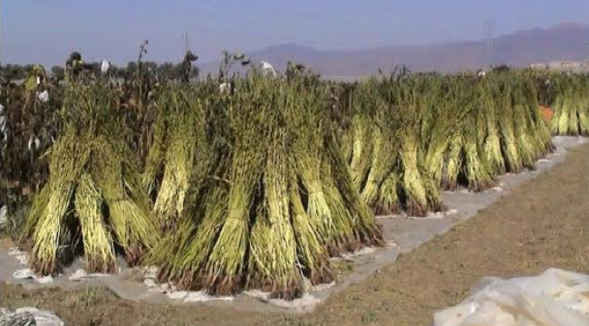 Sarı susam dağıtımı yapılacak