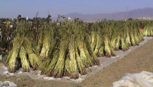 Sarı susam dağıtımı yapılacak