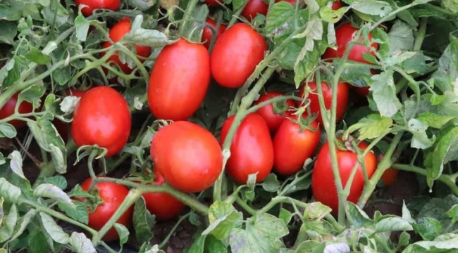 Şeker pancarı ve tütün sözleşmeli üretimi kapsamı dıışında kaldı