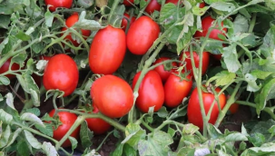 Şeker pancarı ve tütün sözleşmeli üretimi kapsamı dıışında kaldı