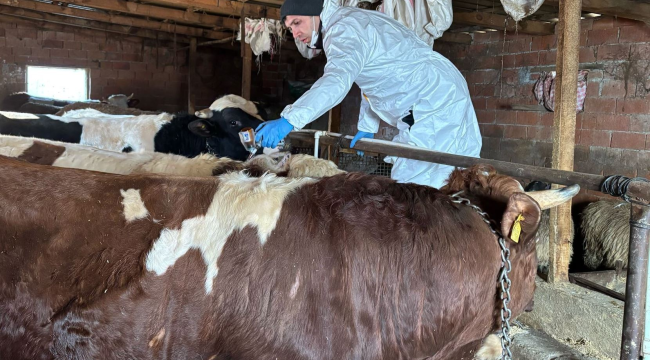 Akhisar'da 8 mahallede büyükbaş hayvanlara şap ve brusella aşısı yapıldı