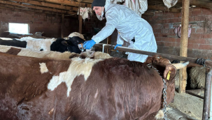 Akhisar'da 8 mahallede büyükbaş hayvanlara şap ve brusella aşısı yapıldı