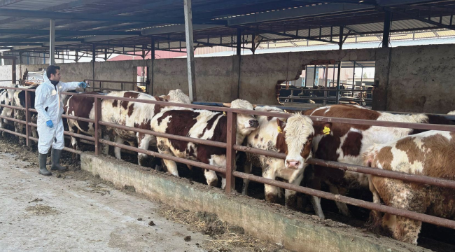 İthal hayvanlar kayıt altına alındı