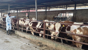 İthal hayvanlar kayıt altına alındı