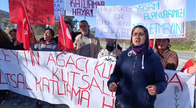 Köylü kadınlar 150 yıllık zeytin ağaçları için direnişe geçti: cahiliz ama aptal değiliz