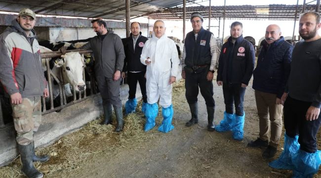 Manisa'da 272.880 büyükbaş hayvana şap aşısı yapılacak