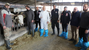 Manisa'da 272.880 büyükbaş hayvana şap aşısı yapılacak