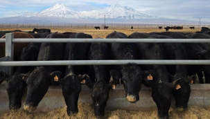Tarım bakanlığı uygun fiyata büyükbaş hayvan satışı yapacak