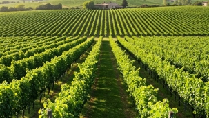 Borsadan üzüm üreticilerine önemli uyarı