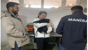 Demirci'de hayvanlara kuduz aşışı