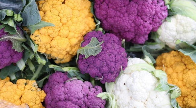 İlçe tarım müdürlüğünden renkli karnabaharı üretimi çağrısı