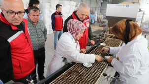 Manisa'da fide dikim dönemi başladı.