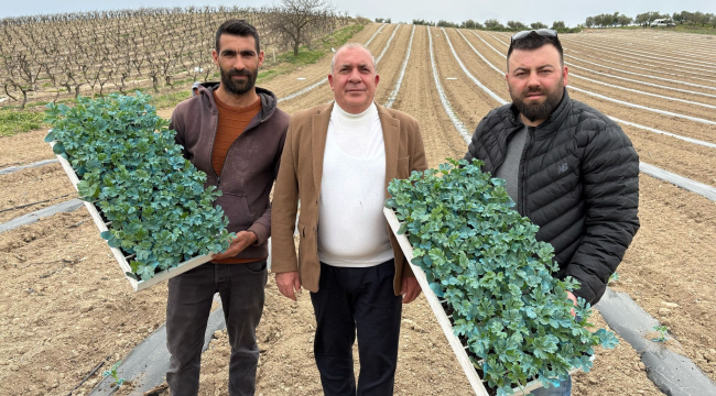 Poyrazdamlarında yeni sezonun karpuz fidesi dikimi başladı
