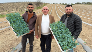 Poyrazdamlarında yeni sezonun karpuz fidesi dikimi başladı
