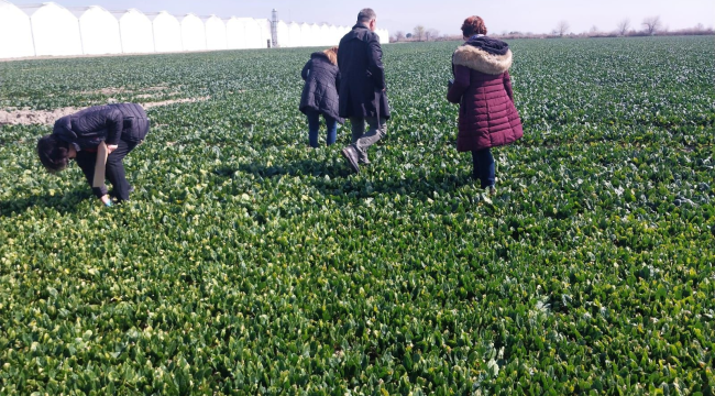 Uzmanlar ıspanak üretim merkezi Salihli'de hastalık kontrolü yaptı