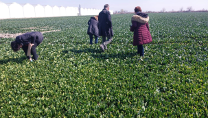 Uzmanlar ıspanak üretim merkezi Salihli'de hastalık kontrolü yaptı