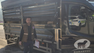 Veterinerler canlı hayvan nakil araçlarında kaçak hayvan kontrolü
