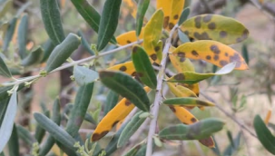 Zeytin üreticileri uyarıldı
