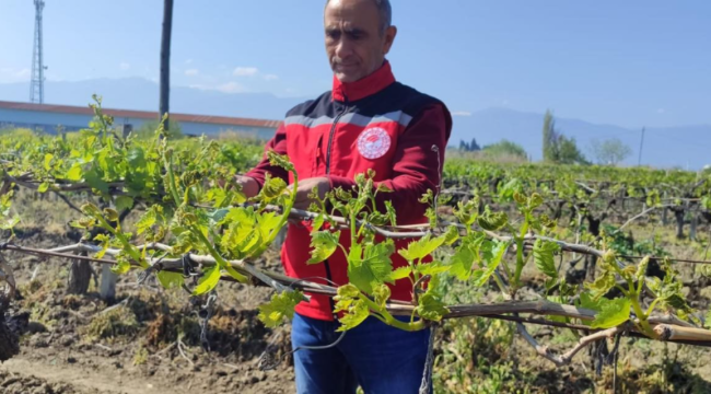 Don vuran bağlarda hasar tespiti başladı