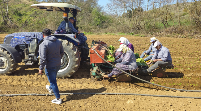 Gölmarmara'da tütün ekimi başladı