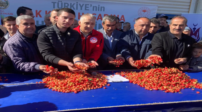 İlk erkenci kiraz pazara indi