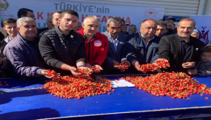 İlk erkenci kiraz pazara indi