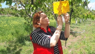 Kiraz sineği tuzakları kontrol edildi