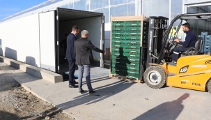  "Kula Agro" domatesler Avrupaya yola çıktı