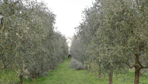 Manisa 23 milyon meyve veren zeytin ağacıyla ilk sırada