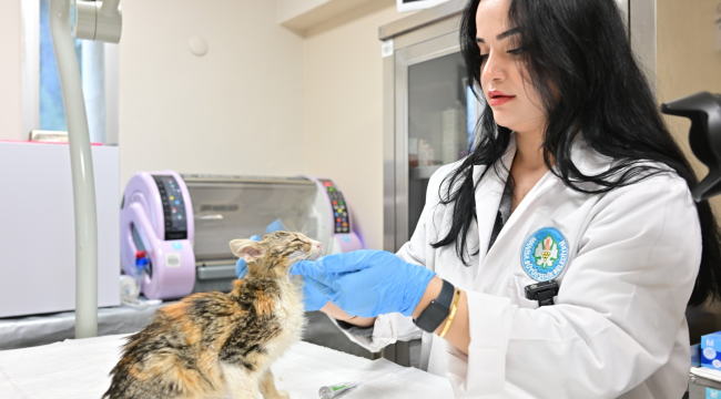 Minik patiler kliniği, 3 bin 250 kediyi kısırlaştırdı