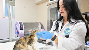 Minik patiler kliniği, 3 bin 250 kediyi kısırlaştırdı