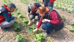 Örtüaltı seralarda inceleme