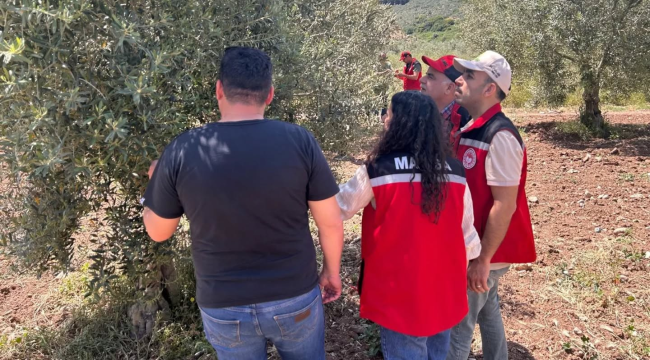 Akhisar ve Kırkağaç'ta zeytin alanlarında saha çalışması sürüyor