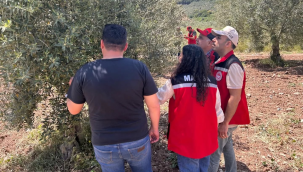 Akhisar ve Kırkağaç'ta zeytin alanlarında saha çalışması sürüyor
