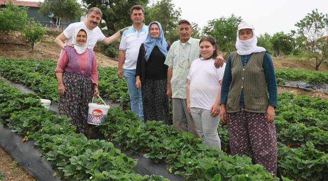 Başkan Dönmez çilek hasadına katıldı