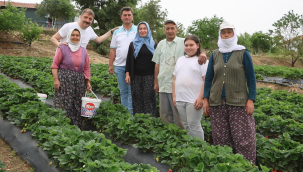 Başkan Dönmez çilek hasadına katıldı