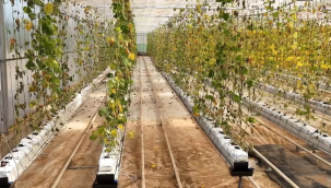 Kent lokantalarına ürün yetiştirilen Buca belediyesi'nin serasına saldırı